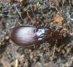 Gastrellarius honestus