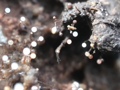 Clastoderma debaryanum