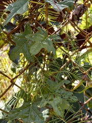 Stigmaphyllon angulosum