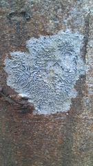 Graphis scripta scripta
