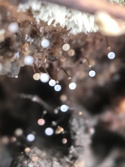 Clastoderma debaryanum