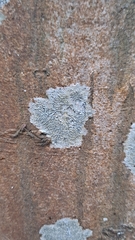 Graphis scripta scripta
