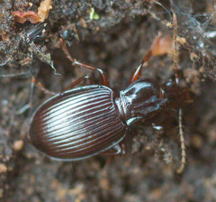 Gastrellarius honestus