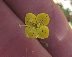 Chylismia scapoidea