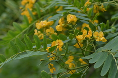 Senna spectabilis