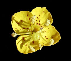 Chylismia scapoidea