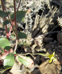 Chylismia scapoidea
