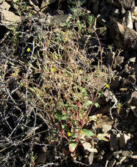 Chylismia scapoidea