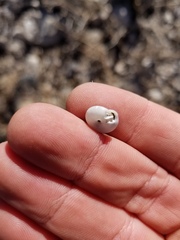 Daedalochila chisosensis