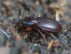 Gastrellarius honestus