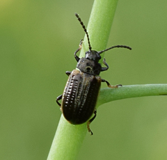 Microtheca ochroloma
