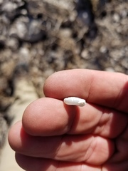 Daedalochila chisosensis