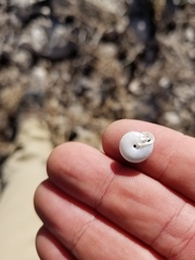 Daedalochila chisosensis