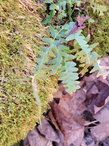 Asplenium × ebenoides, photograph 6