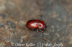 Neomida ferruginea