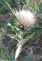 Cirsium cymosum