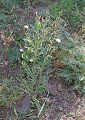 Cirsium cymosum