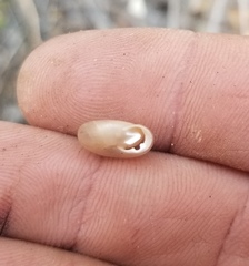 Daedalochila chisosensis