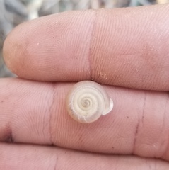 Daedalochila chisosensis