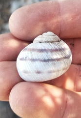 Daedalochila chisosensis