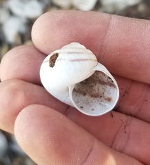 Daedalochila chisosensis