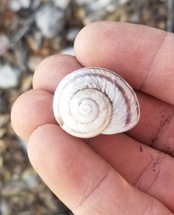 Daedalochila chisosensis