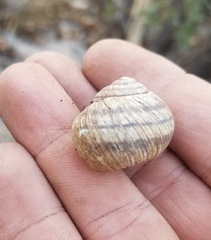 Daedalochila chisosensis