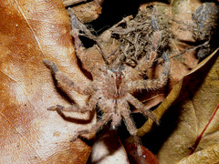 Heteropoda pingtungensis