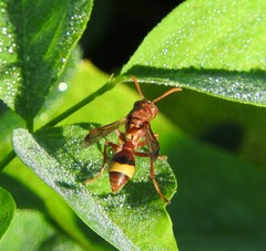 Ropalidia