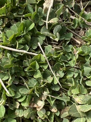 Medicago arabica