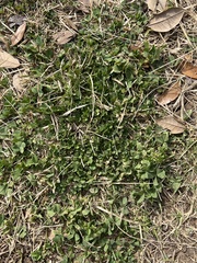 Medicago arabica