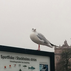 Chroicocephalus ridibundus