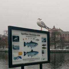 Chroicocephalus ridibundus