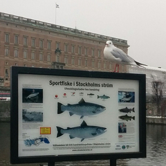 Chroicocephalus ridibundus