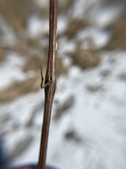 Neolasioptera truncata