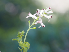 Fumaria judaica judaica