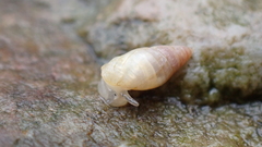 Leucophytia bidentata