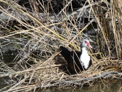 Cairina moschata domestica