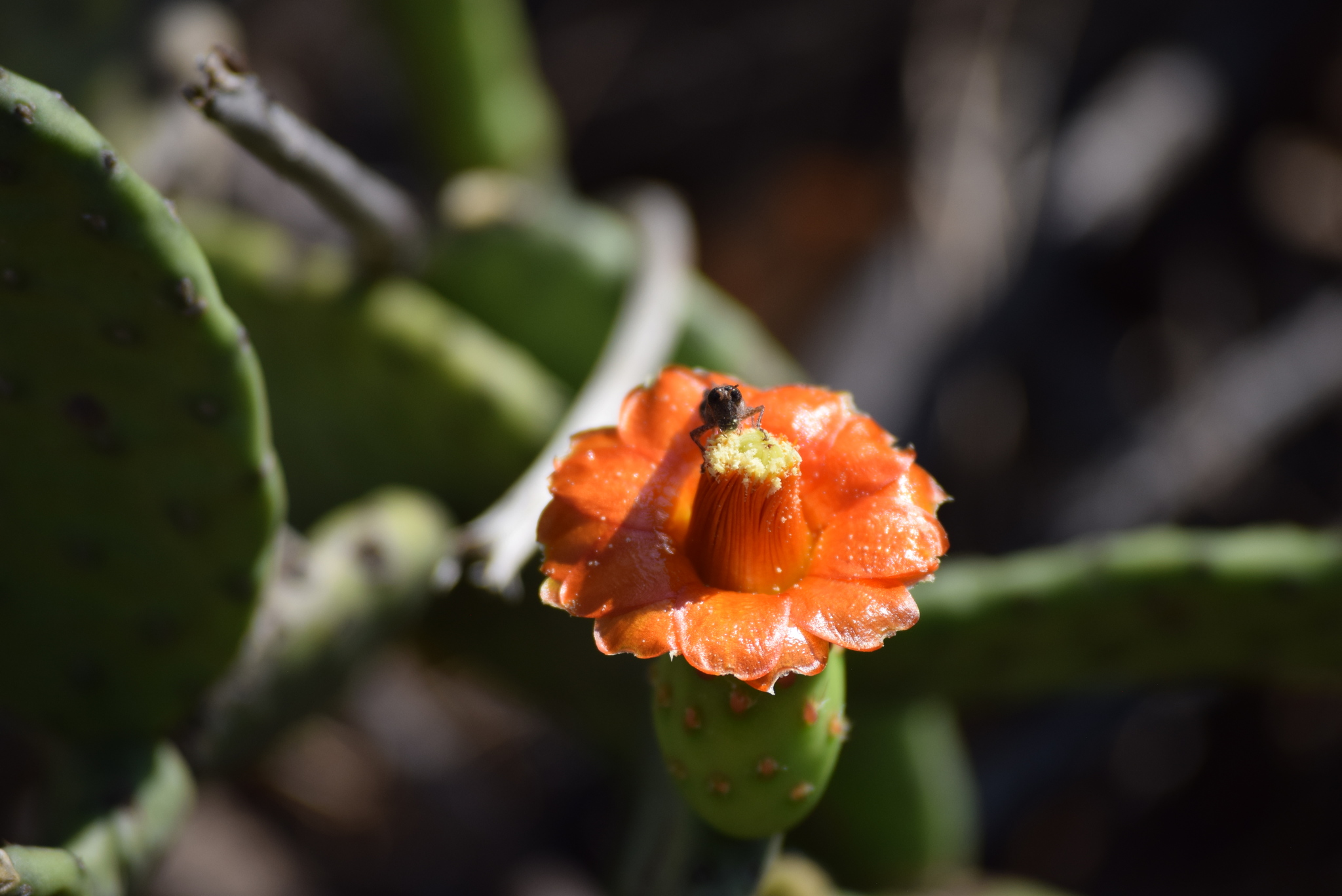 Tacinga inamoena