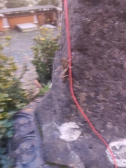 Anacridium aegyptium