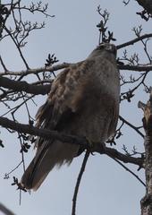 Buteo refectus