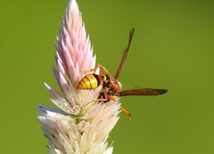 Delta esuriens esuriens