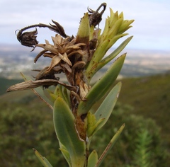 Osteospermum corymbosum
