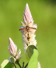 Delta esuriens esuriens