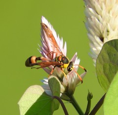 Delta esuriens esuriens