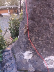 Anacridium aegyptium