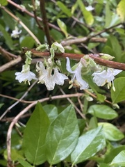 Lonicera × purpusii