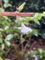 Lonicera × purpusii