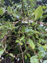 Lonicera × purpusii
