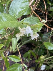 Lonicera × purpusii